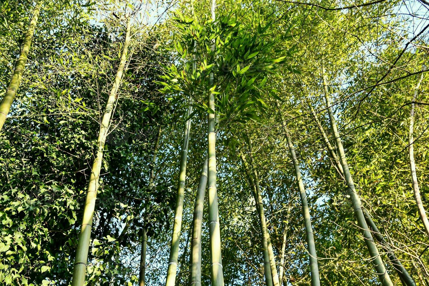 bamboo trees in the forest photo