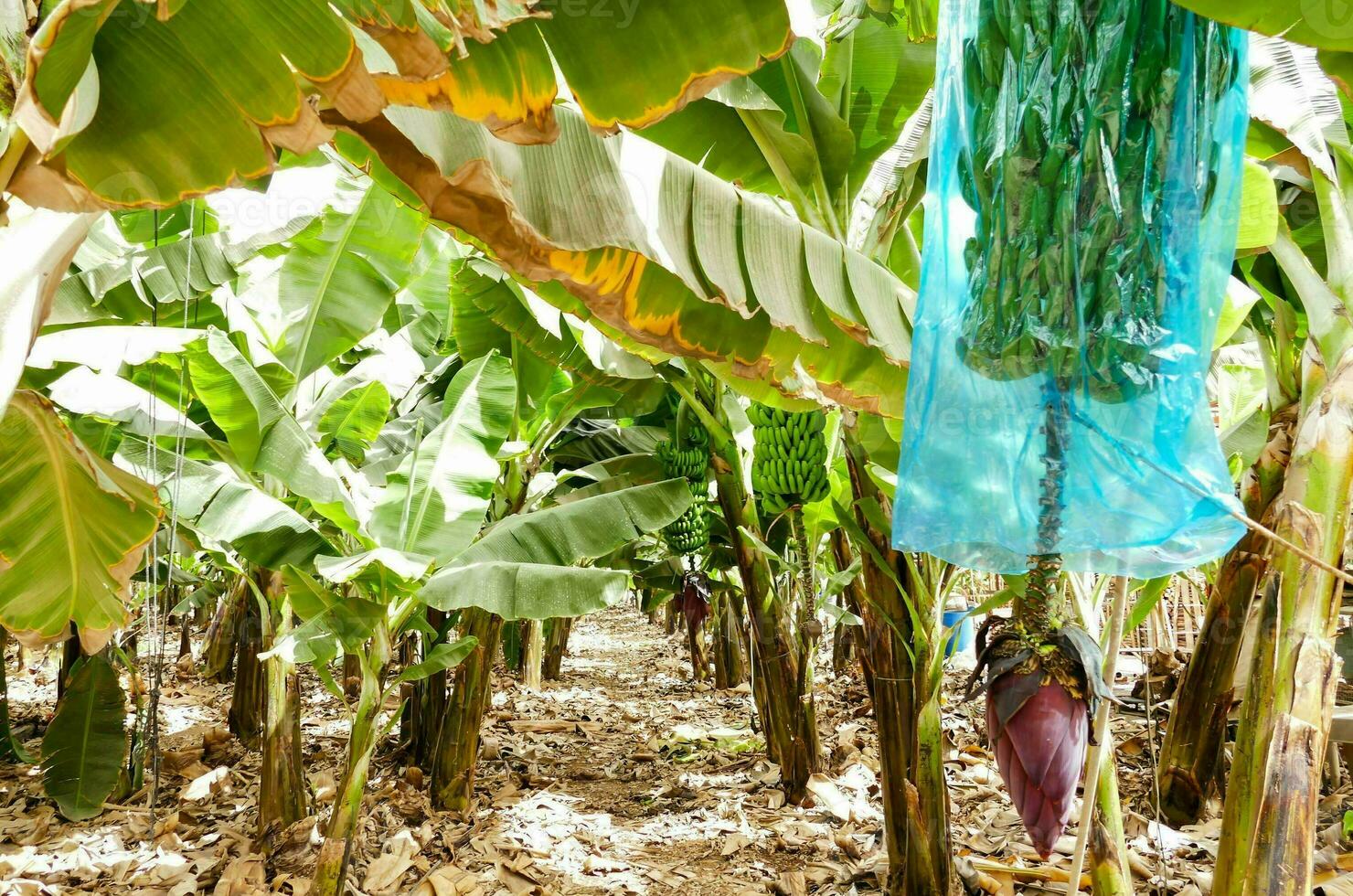 banana plantation in the philippines photo