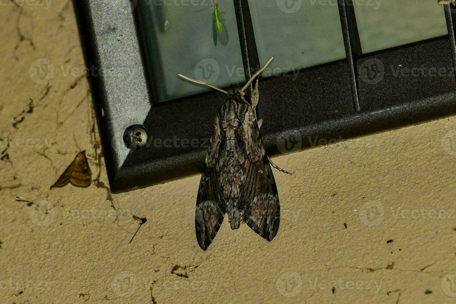 un polilla en el pared de un edificio foto