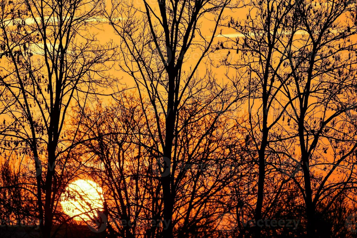 the sun sets behind a tree line in the background photo