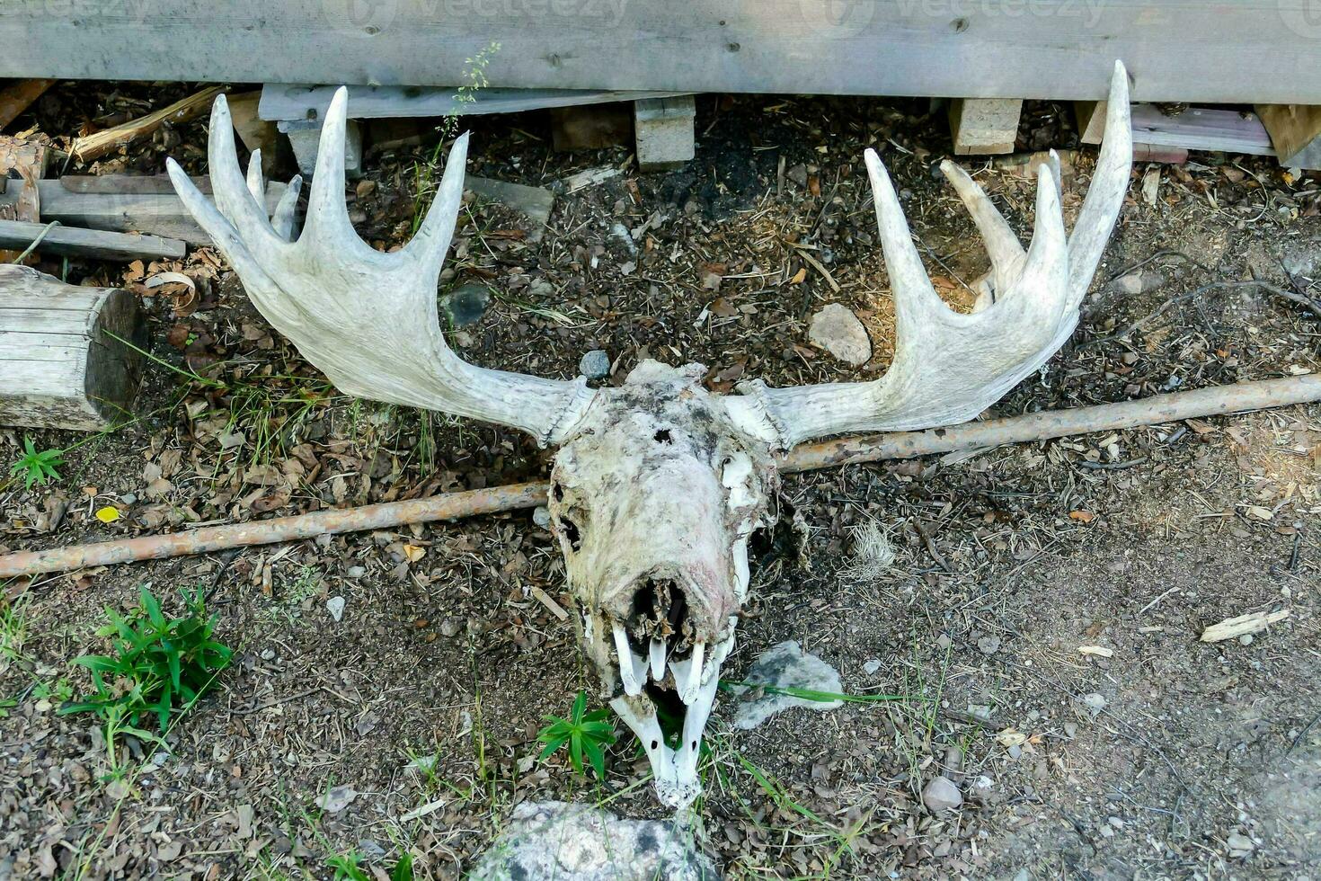 a moose skull with antlers on the ground photo