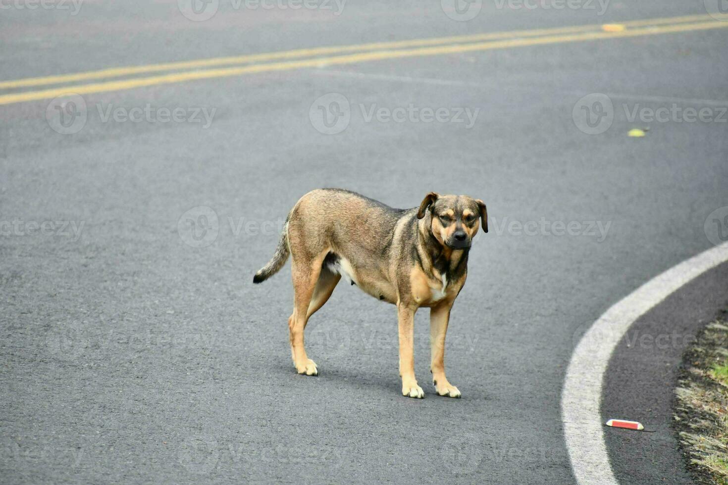 a dog standing on the side of the road photo