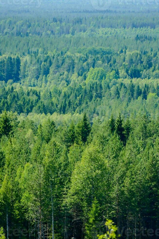 a view of a forest photo