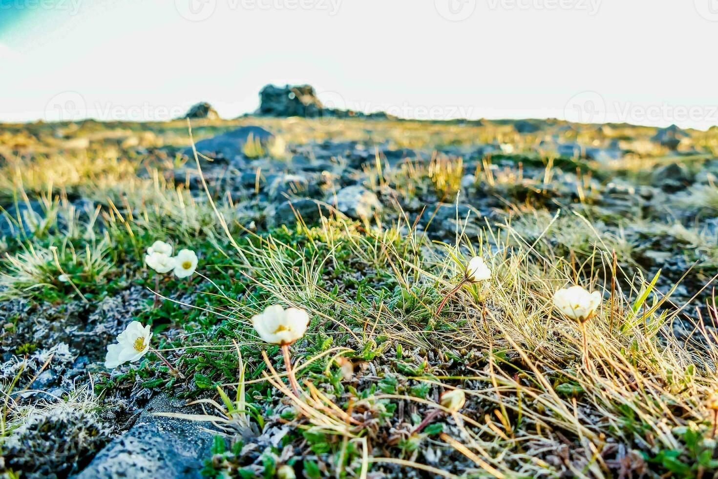 white flowers growing on the ground in the middle of a field photo