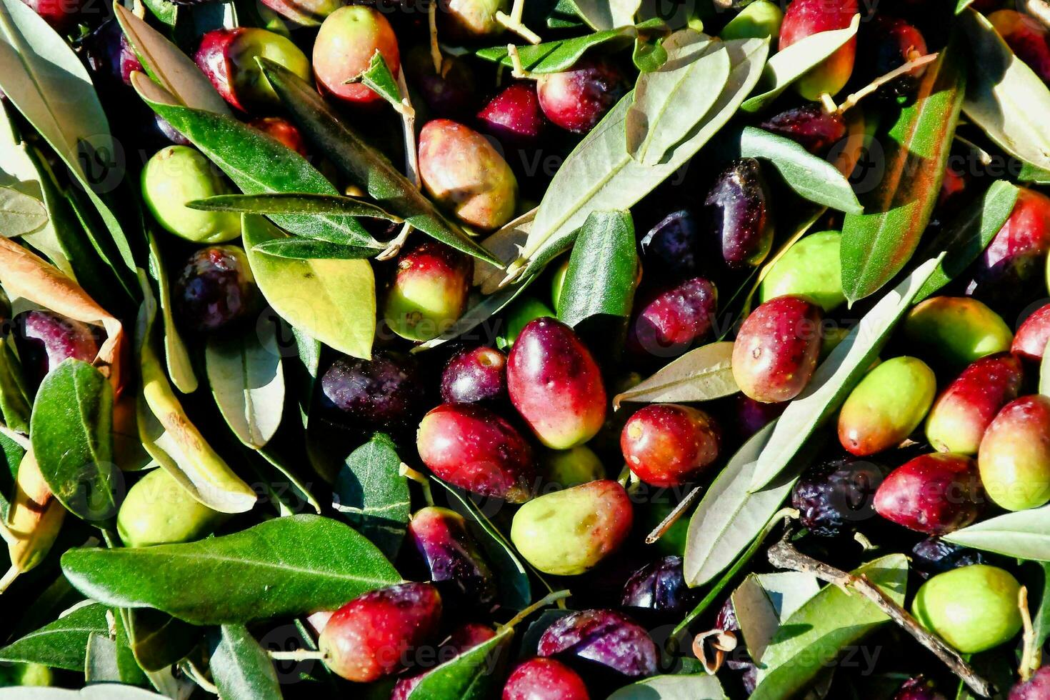 olives are ready to be picked and sold 34837062 Stock Photo at Vecteezy
