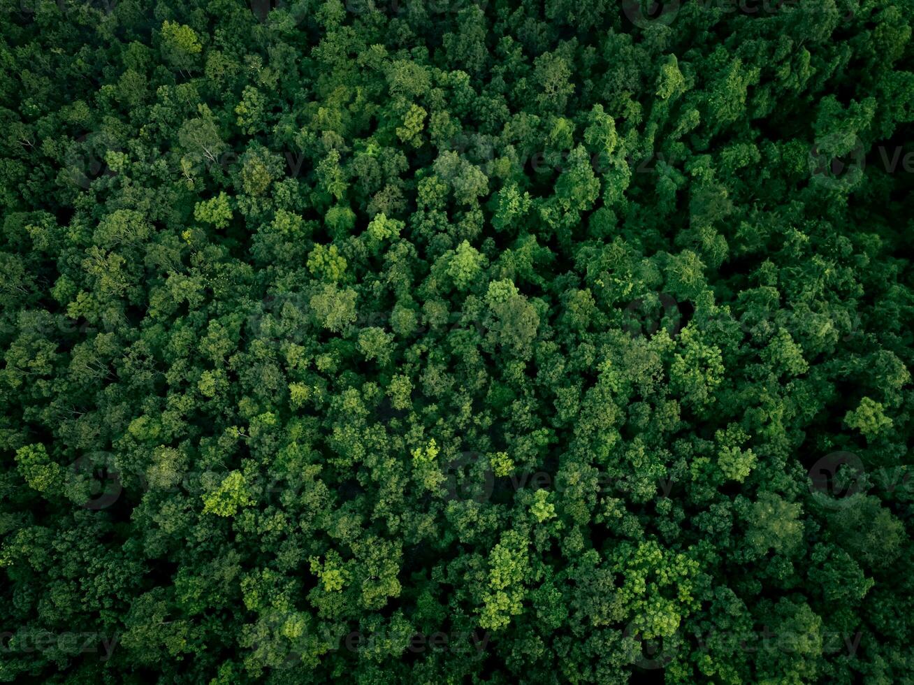 Aerial top view of green trees in forest. Drone view of dense green tree captures CO2. Green tree nature background for carbon neutrality and net zero emissions concept. Sustainable green environment. photo