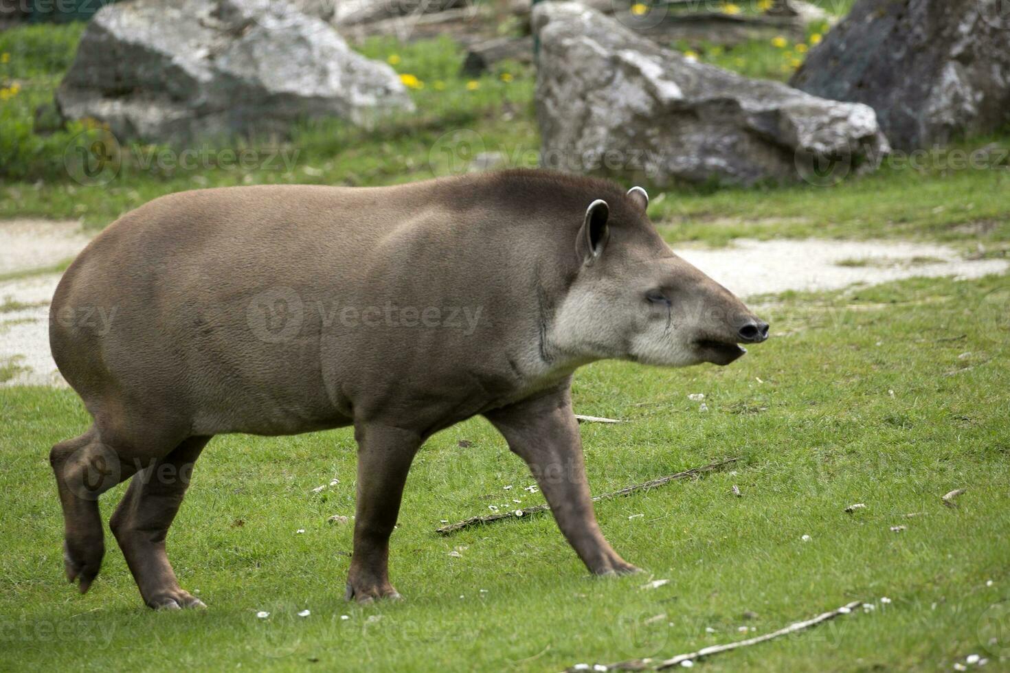 Tapir in a clearing photo