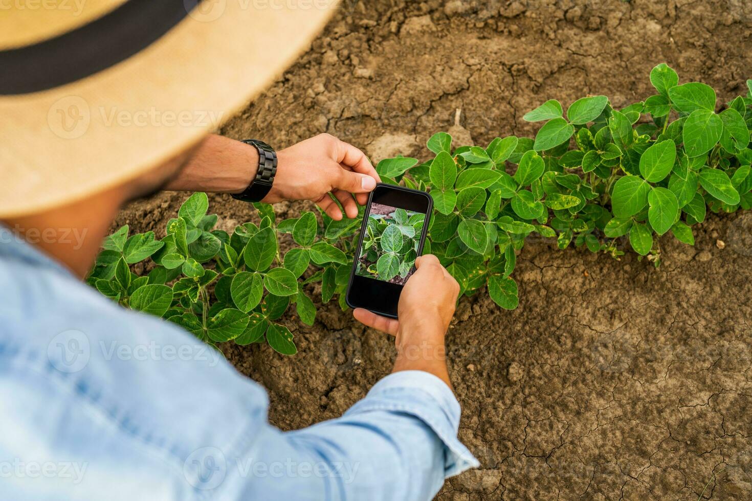 Farmer photographing crops with phone in his growing soybean field photo