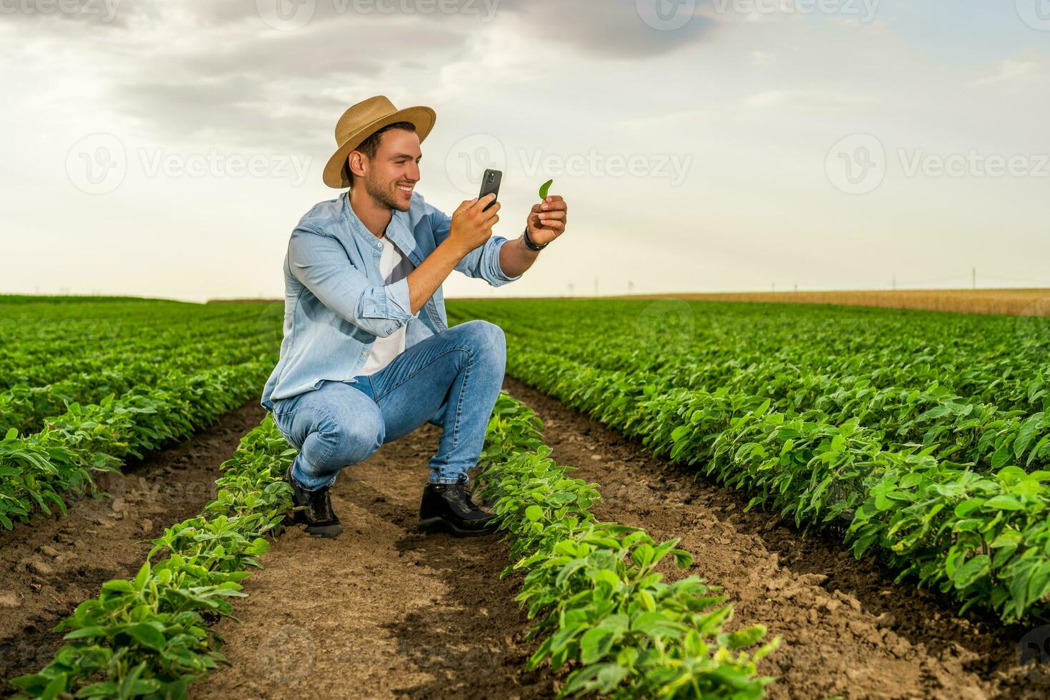 Happy farmer using mobile phone while spending time in his growing  soybean  field photo