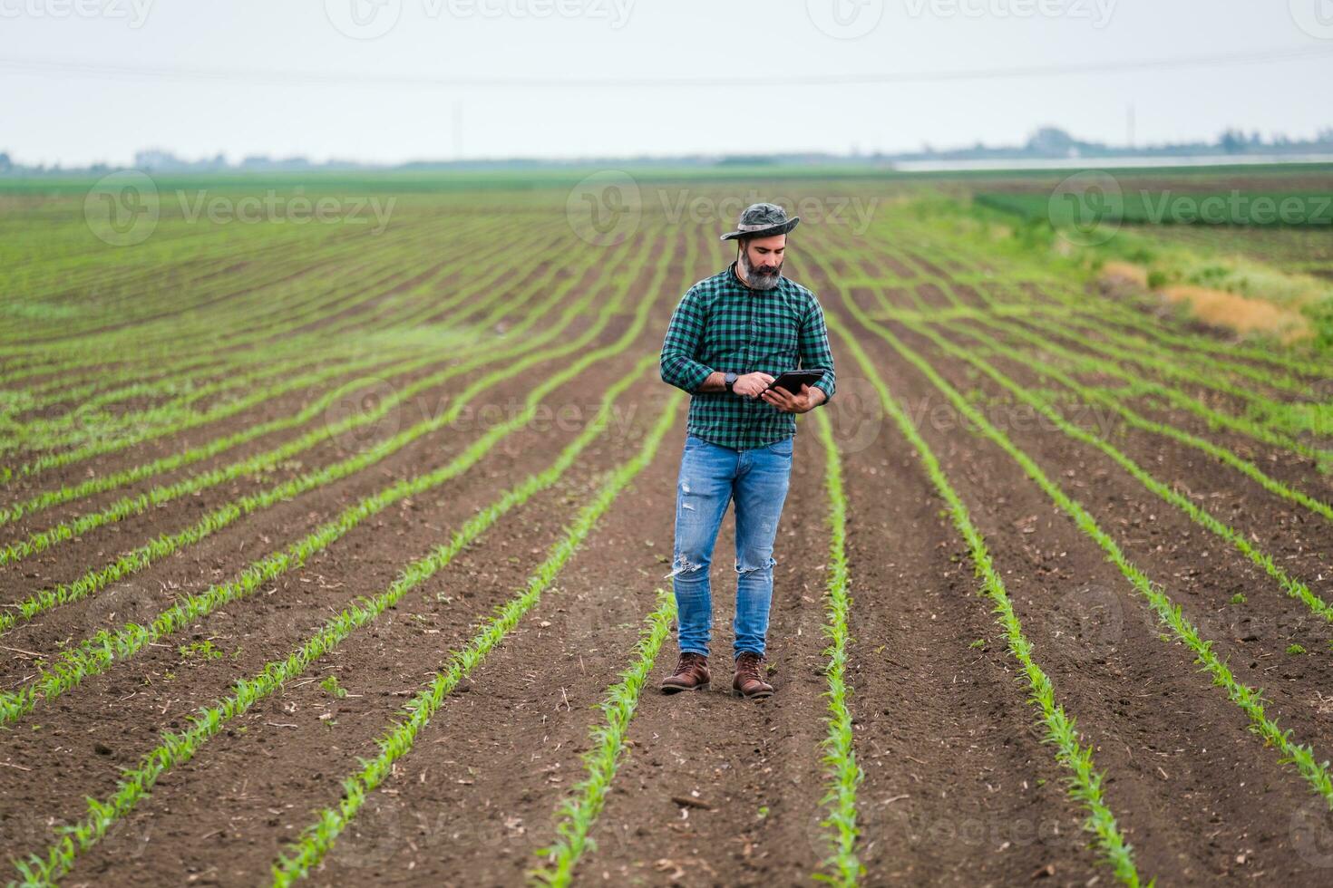 Farmer using digital tablet while standing in his growing corn field photo