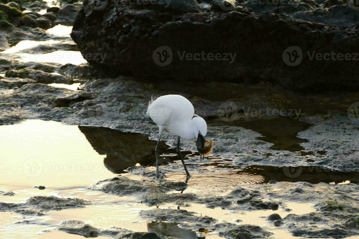 un blanco pájaro es en pie en superficial agua foto