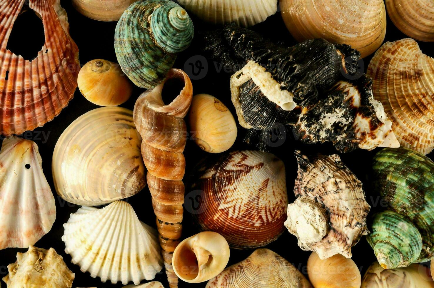a large collection of shells on a black background photo