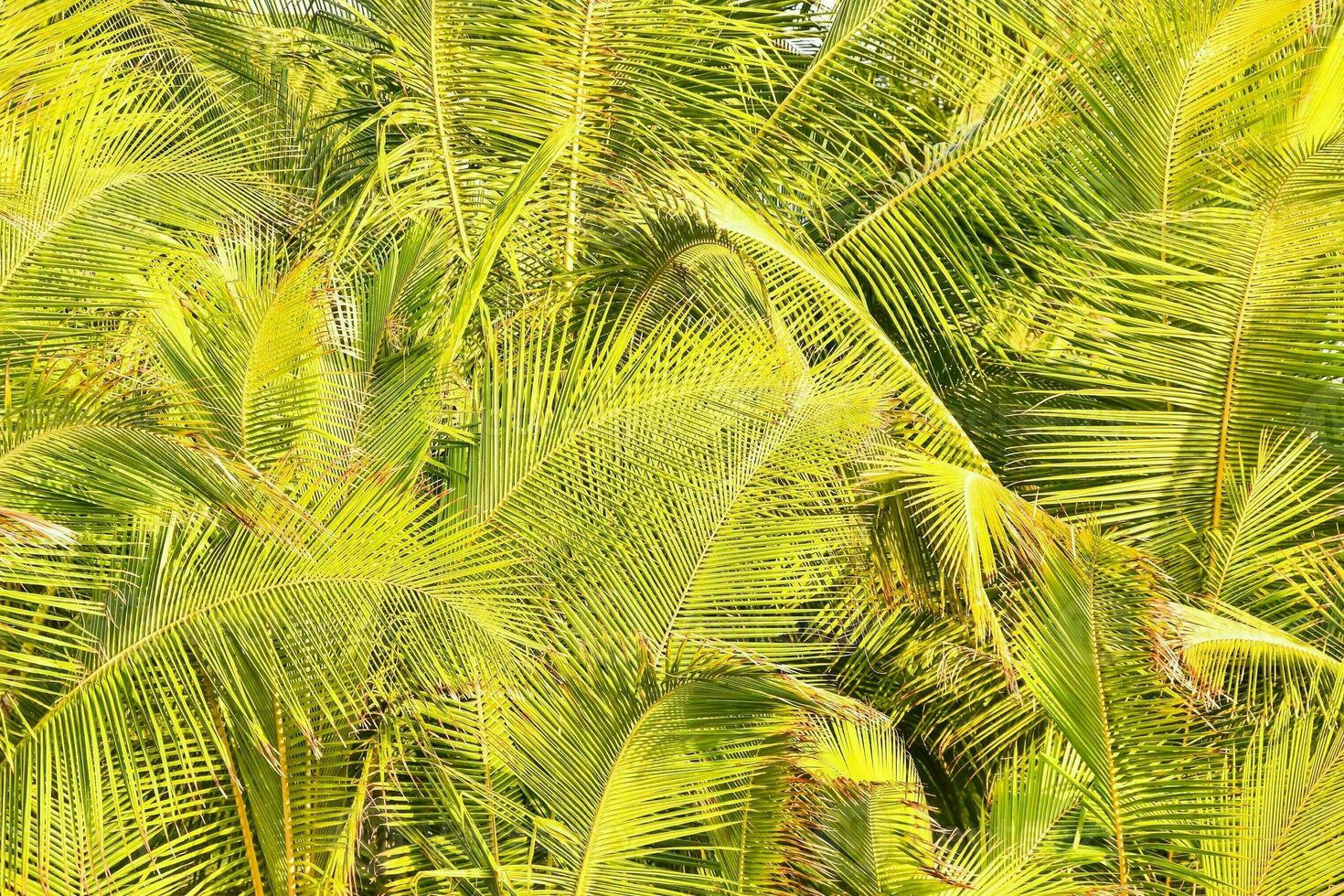 a close up of a palm tree with green leaves photo