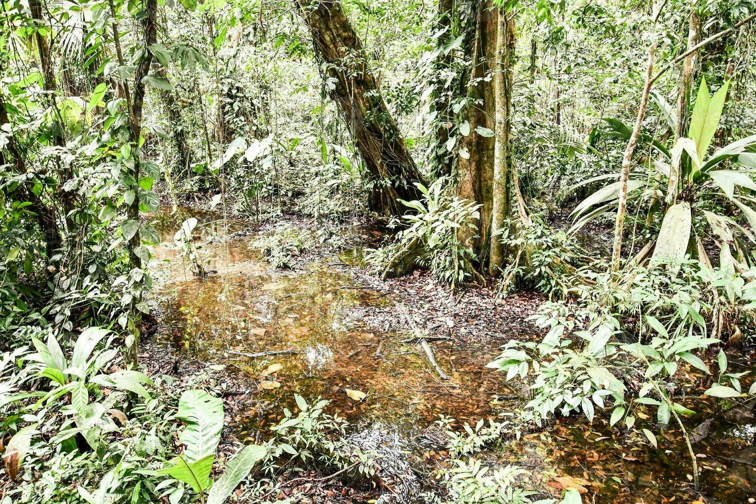 a stream in the amazon rainforest photo