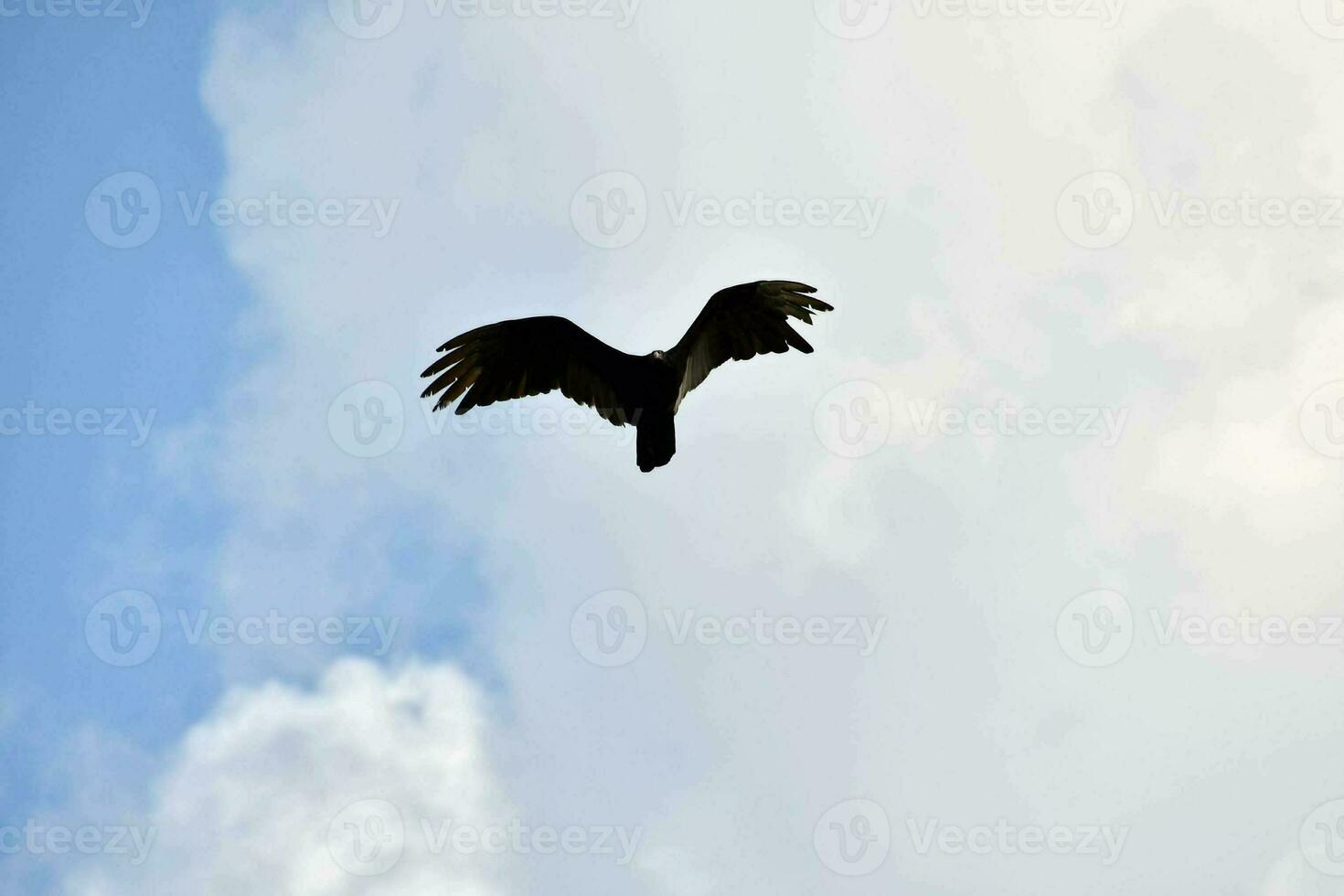 un negro pájaro volador en el cielo foto