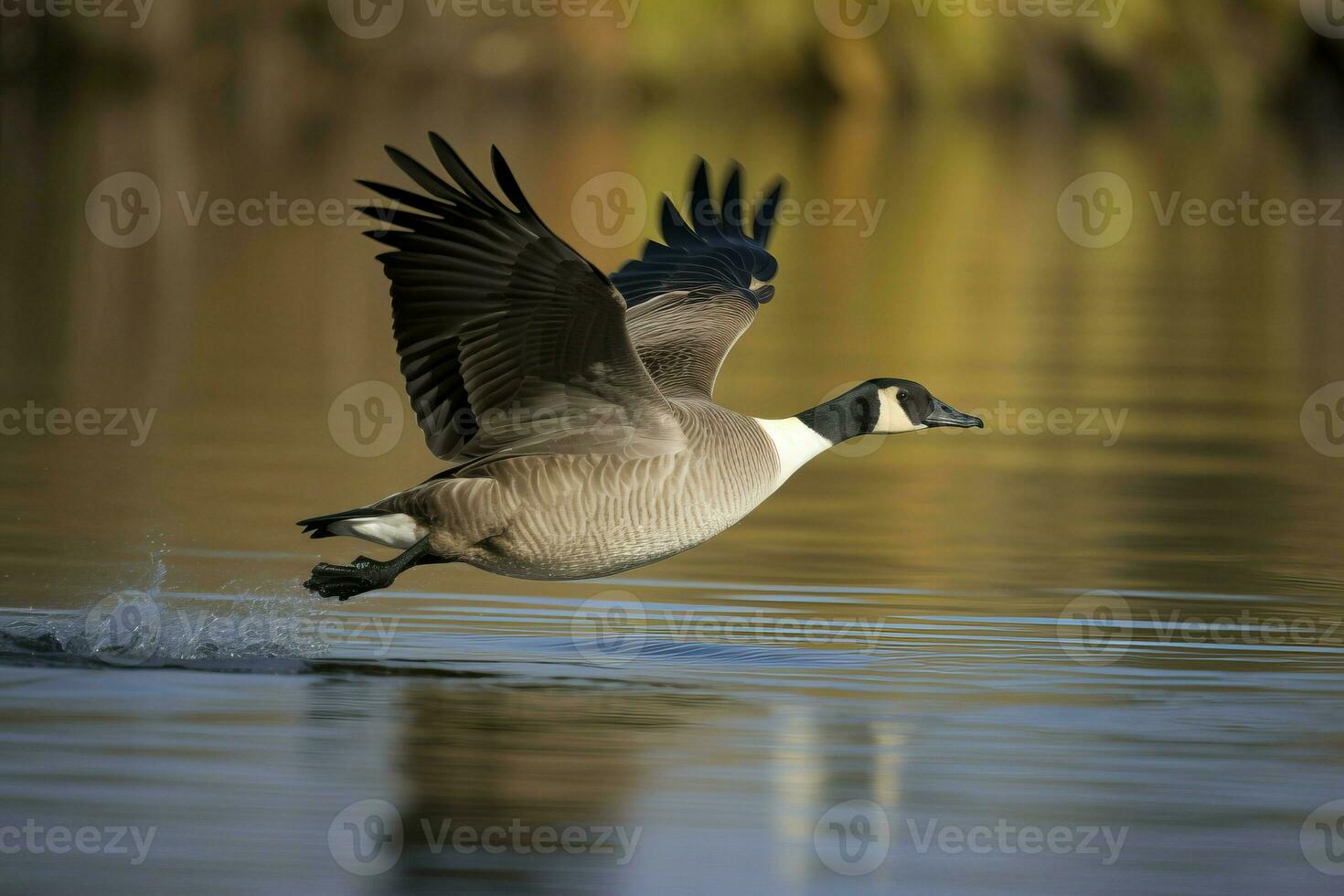 Canada goose flying on lake water. Generate ai photo