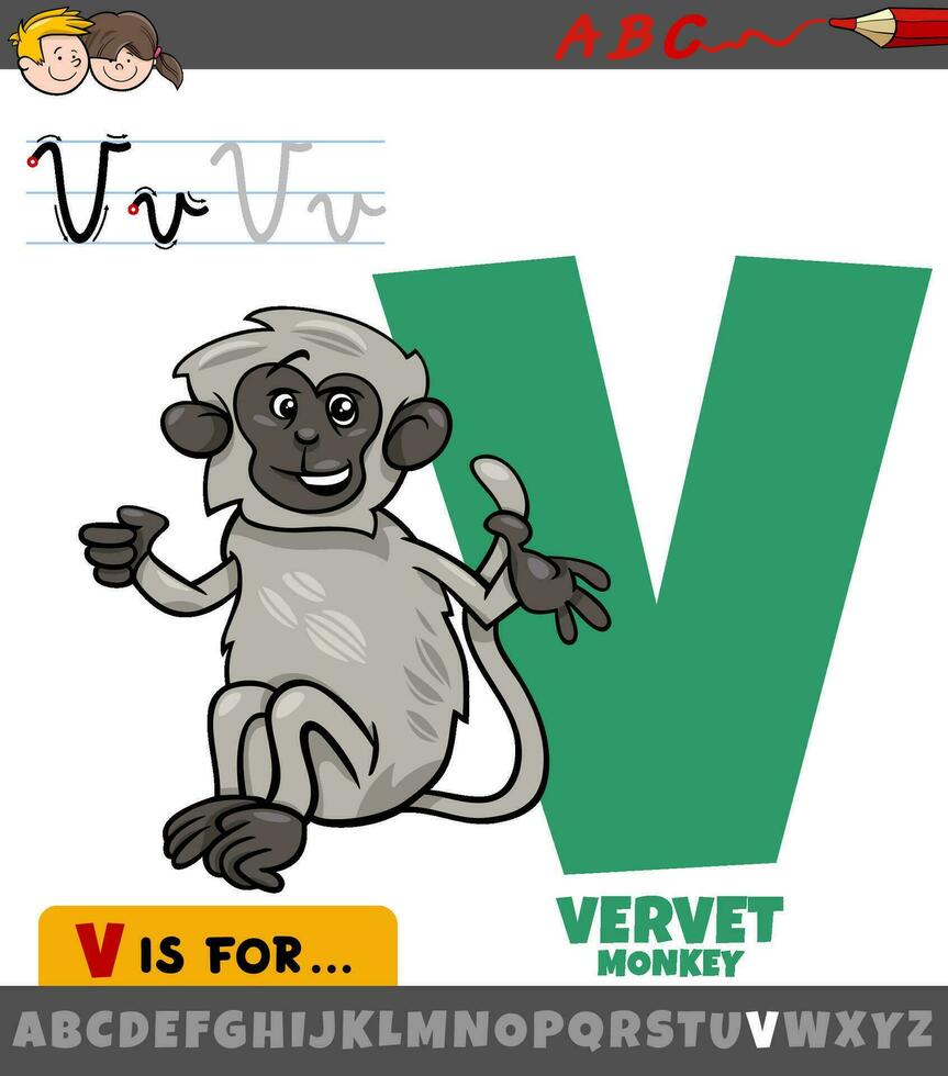 letra v desde alfabeto con vervet mono animal personaje vector