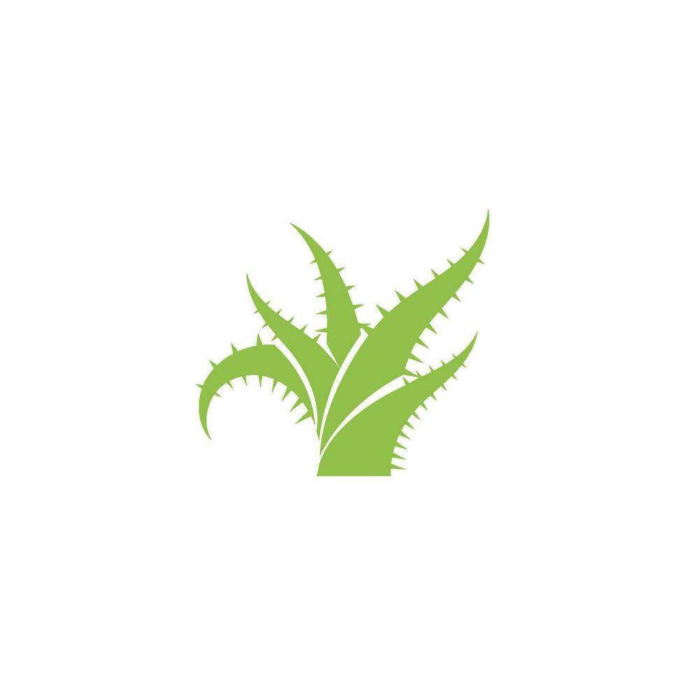 Aloe vera logo vector