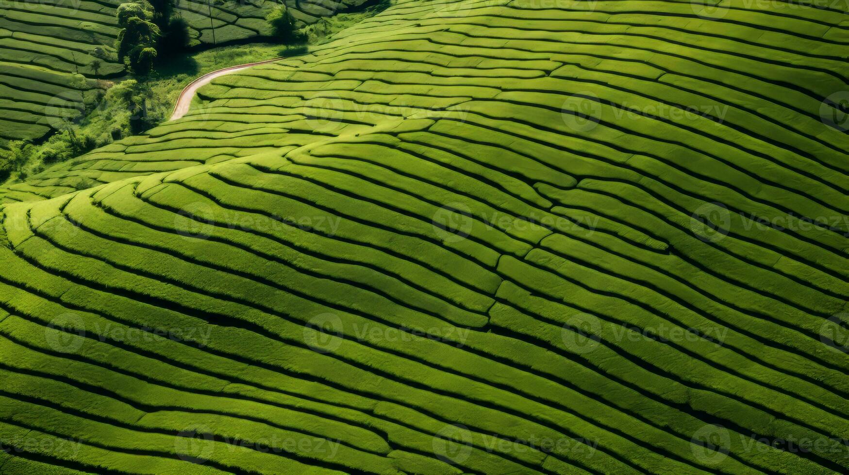 AI generated Green tea plantation, top view texture photo