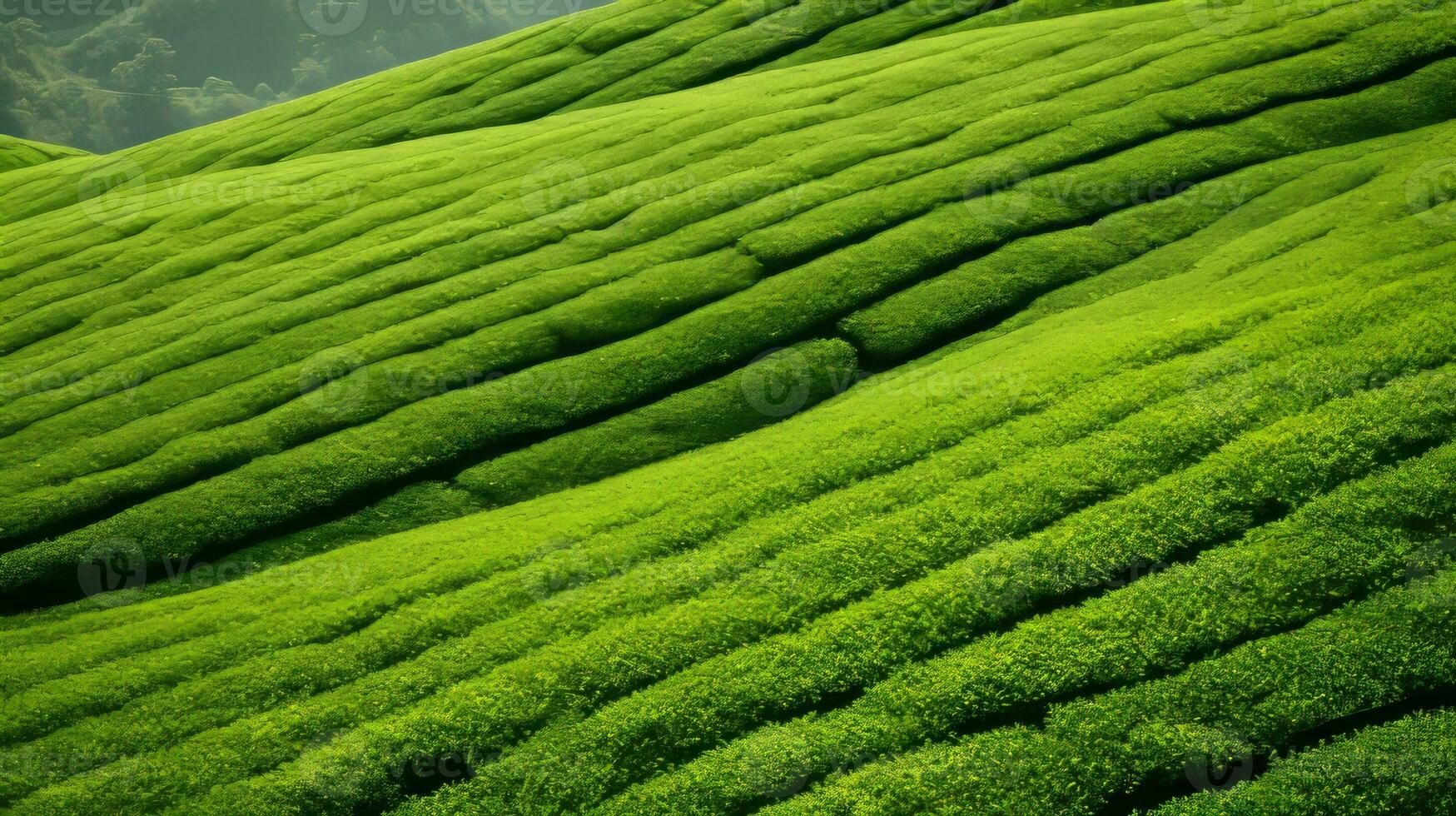 ai generado té plantación paisaje, parte superior ver textura foto