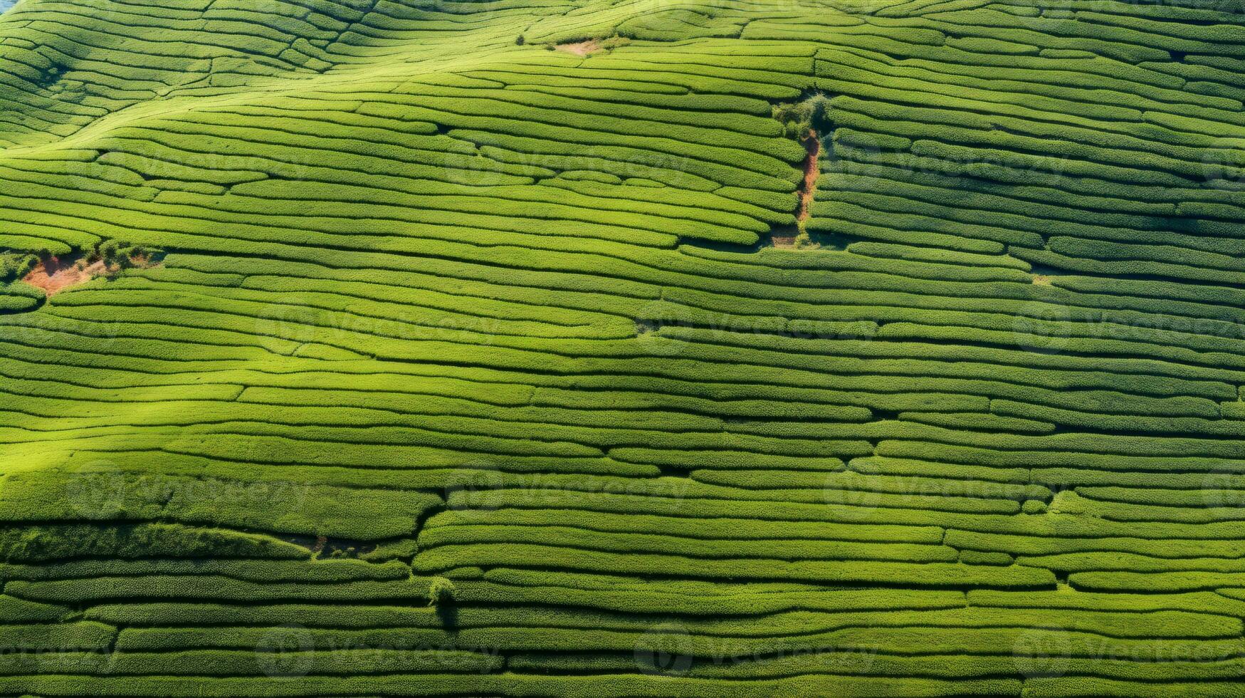 AI generated Tea plantation landscape, top view texture photo