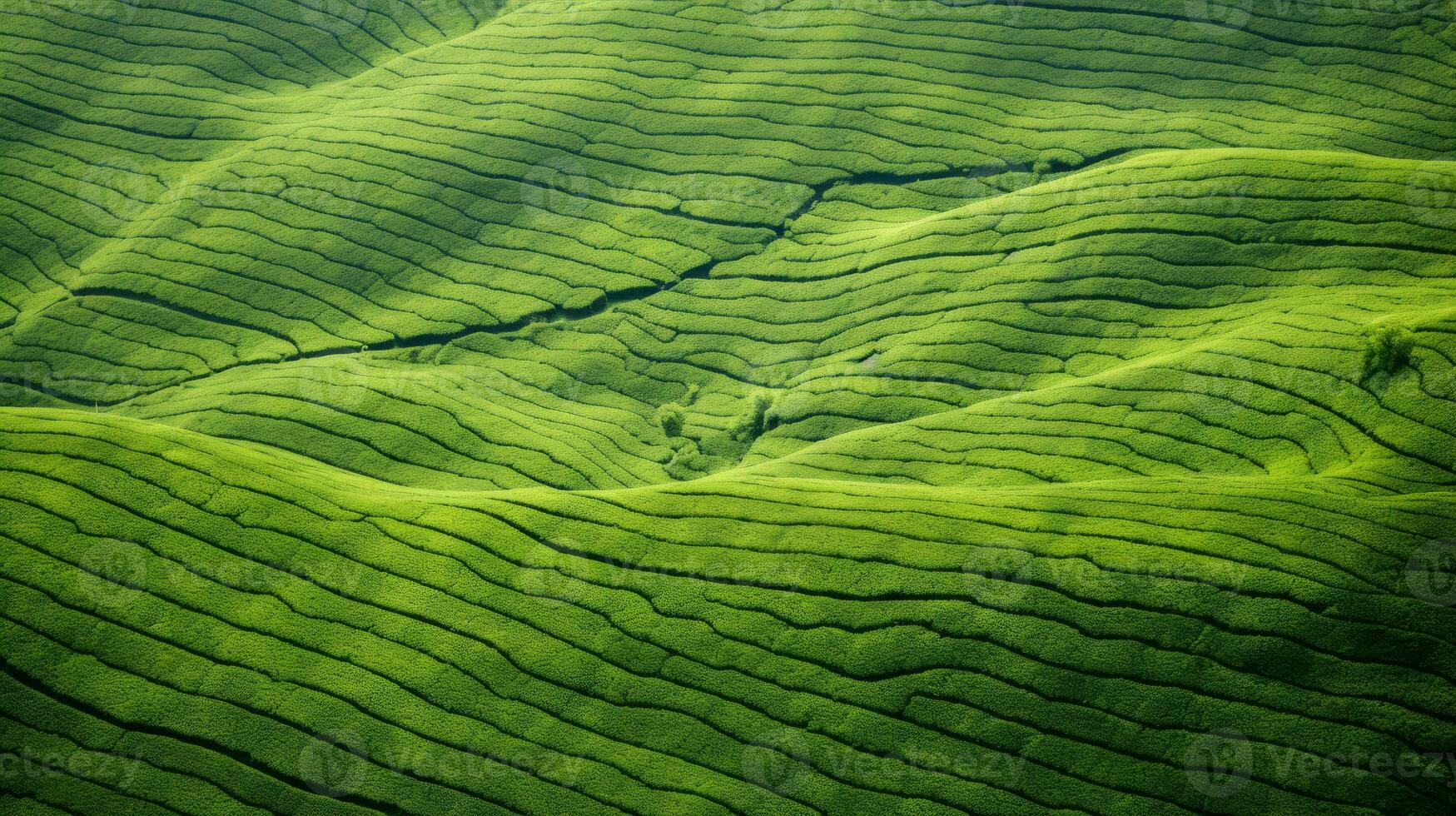 ai generado té plantación paisaje, parte superior ver textura foto