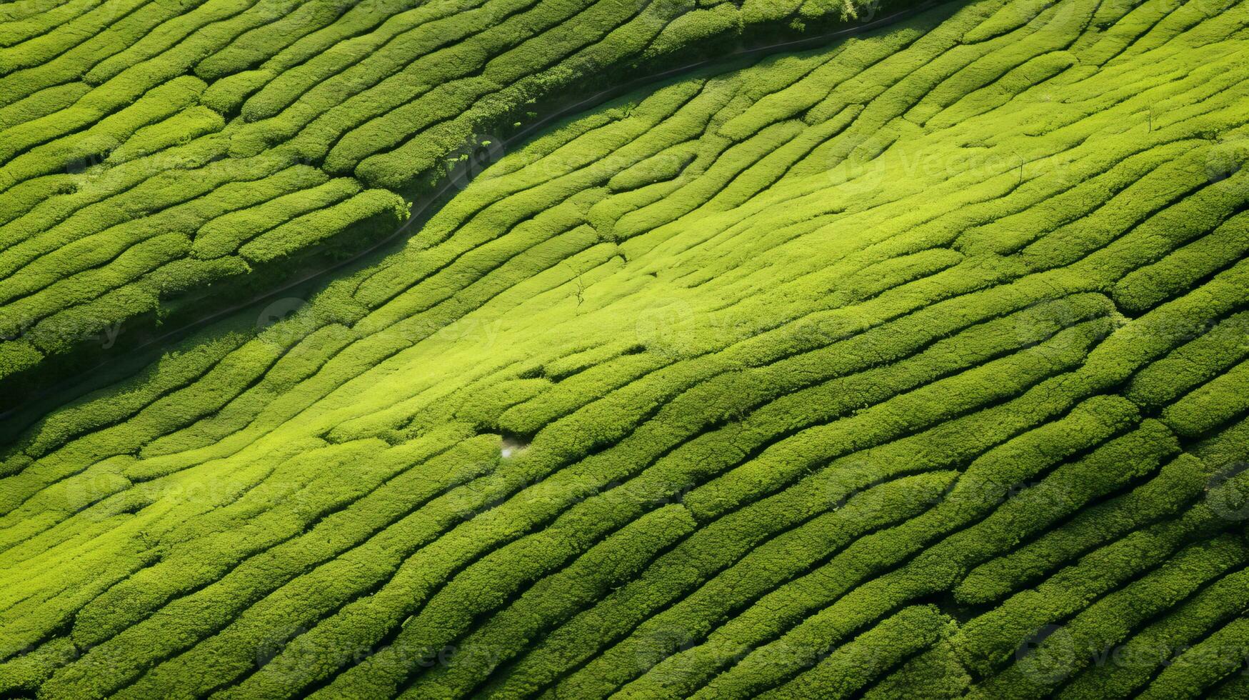 AI generated Tea plantation landscape, top view texture photo