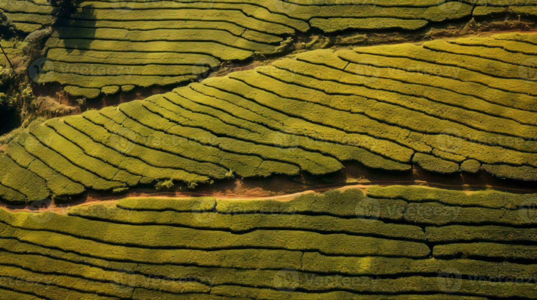 AI generated Green tea plantation, top view texture photo