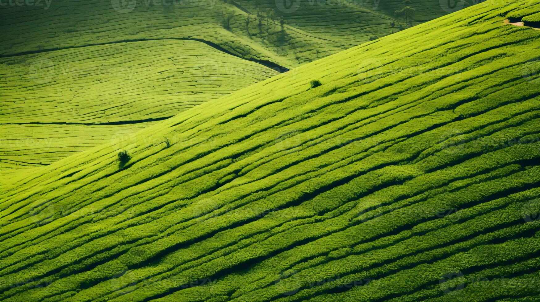 AI generated Green tea plantation, top view texture photo
