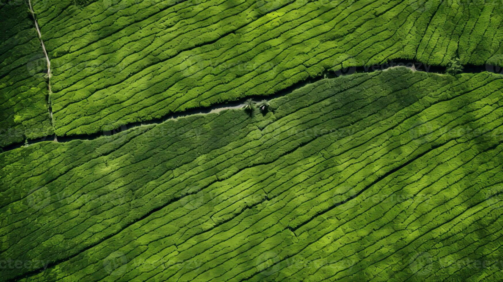 AI generated Tea plantation landscape, top view texture photo