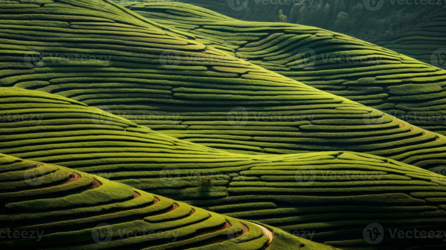 AI generated Green tea plantation, top view texture photo