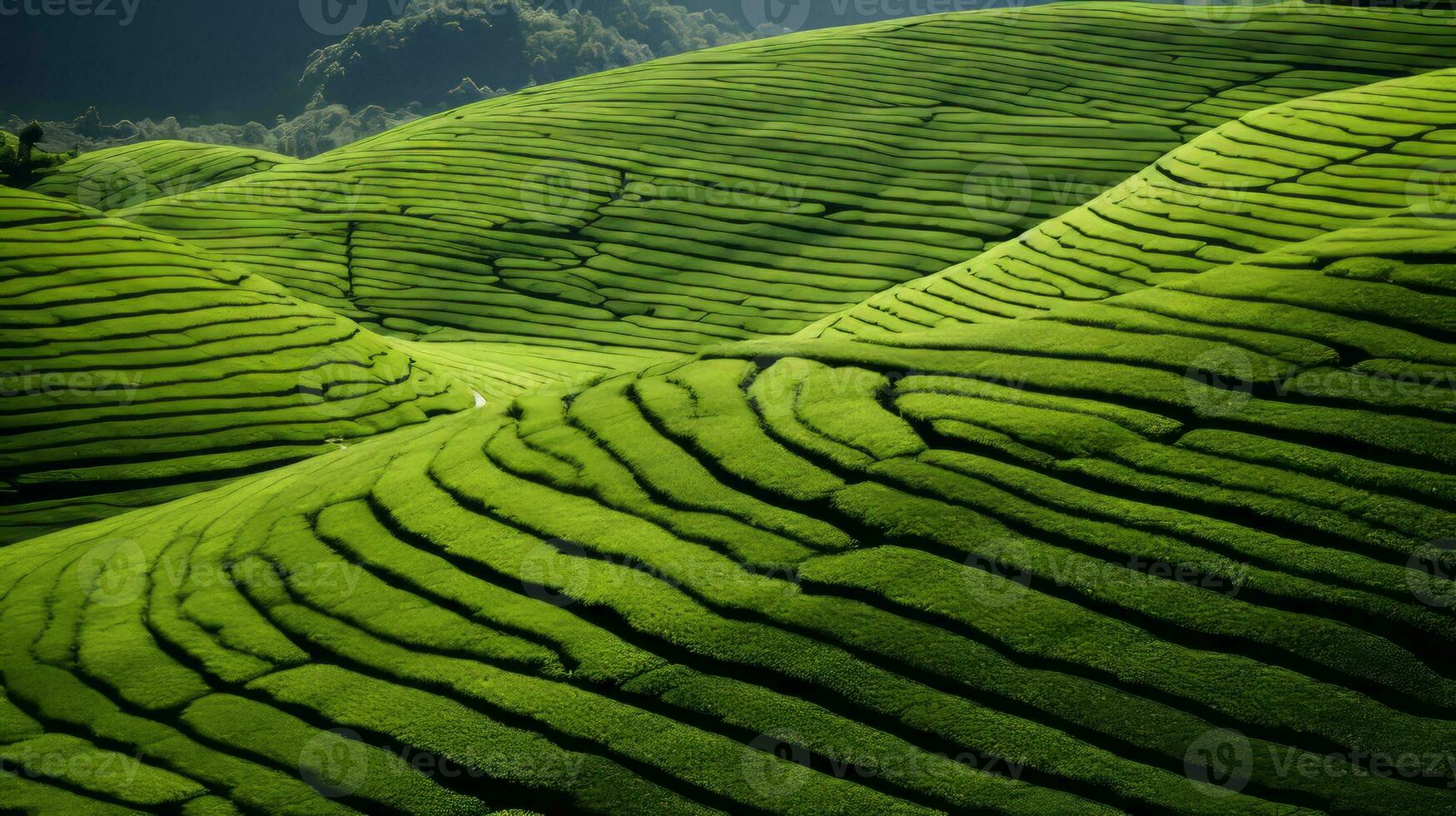 ai generado verde té plantación, parte superior ver textura foto