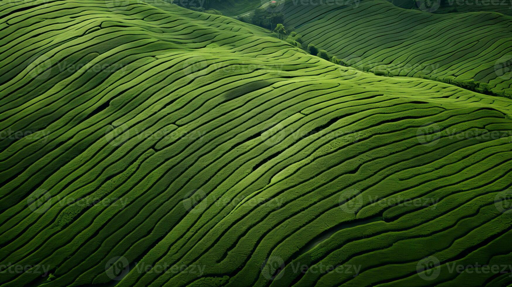 AI generated Tea plantation landscape, top view texture photo