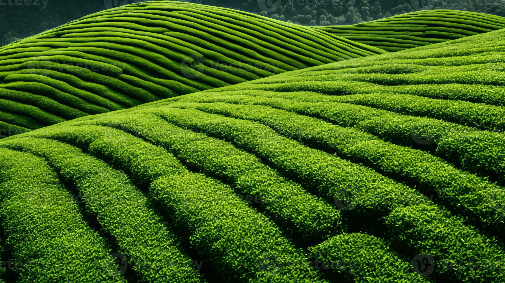 AI generated Green tea plantation, top view texture photo