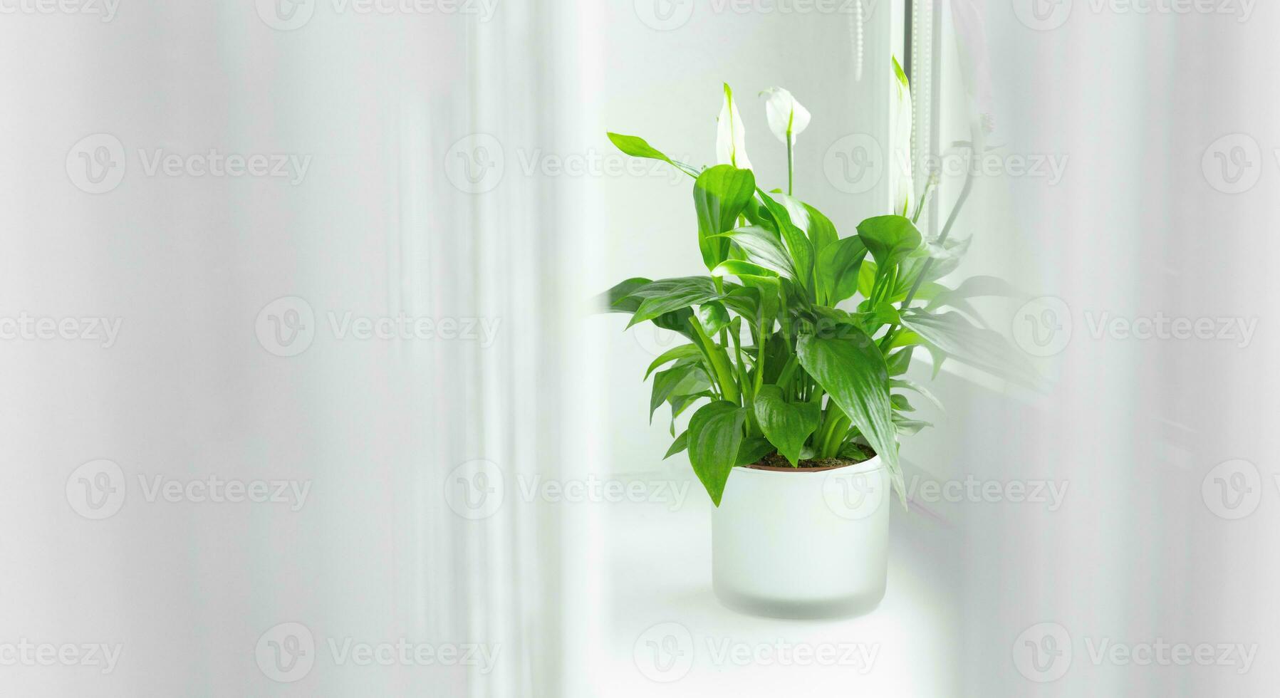 spathiphyllum flower growing in a pot in the home room and purifying indoor air. on the window behind the curtain. White decor floral concept. High quality photo
