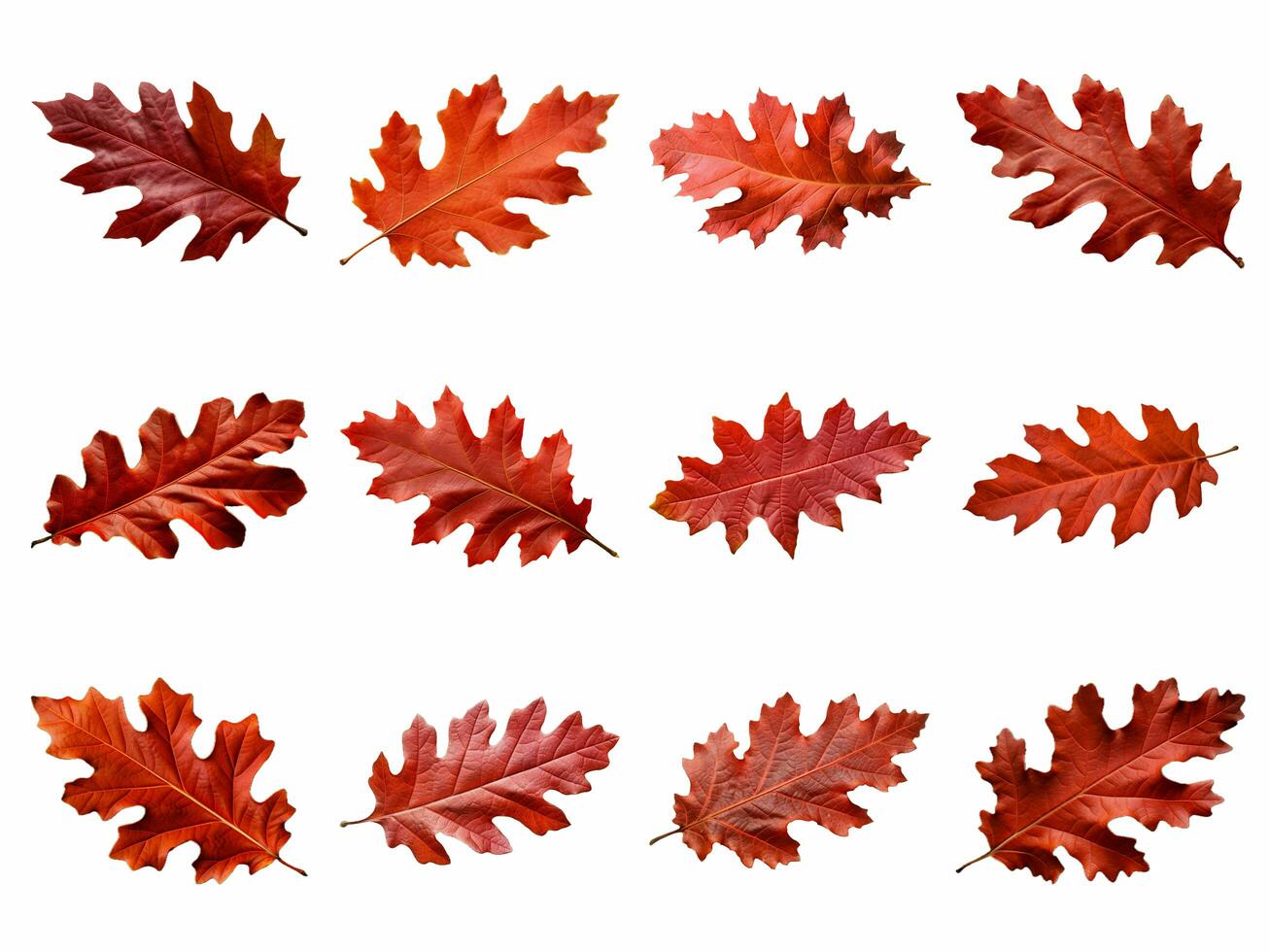 AI generated red autumn oak leaf collection isolated on white background photo