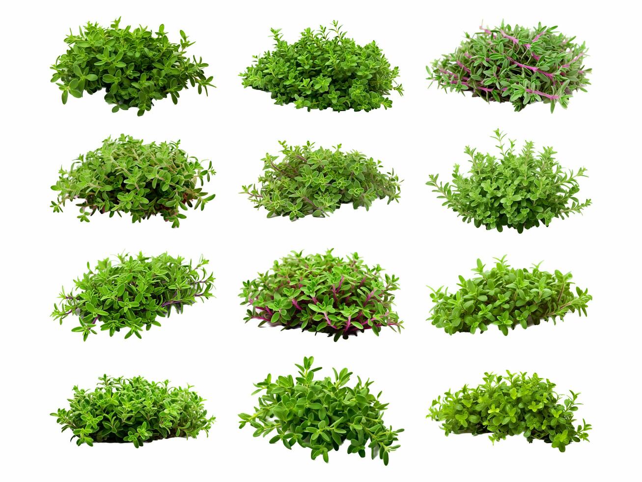 Thyme collection isolated on white background with AI generated. photo