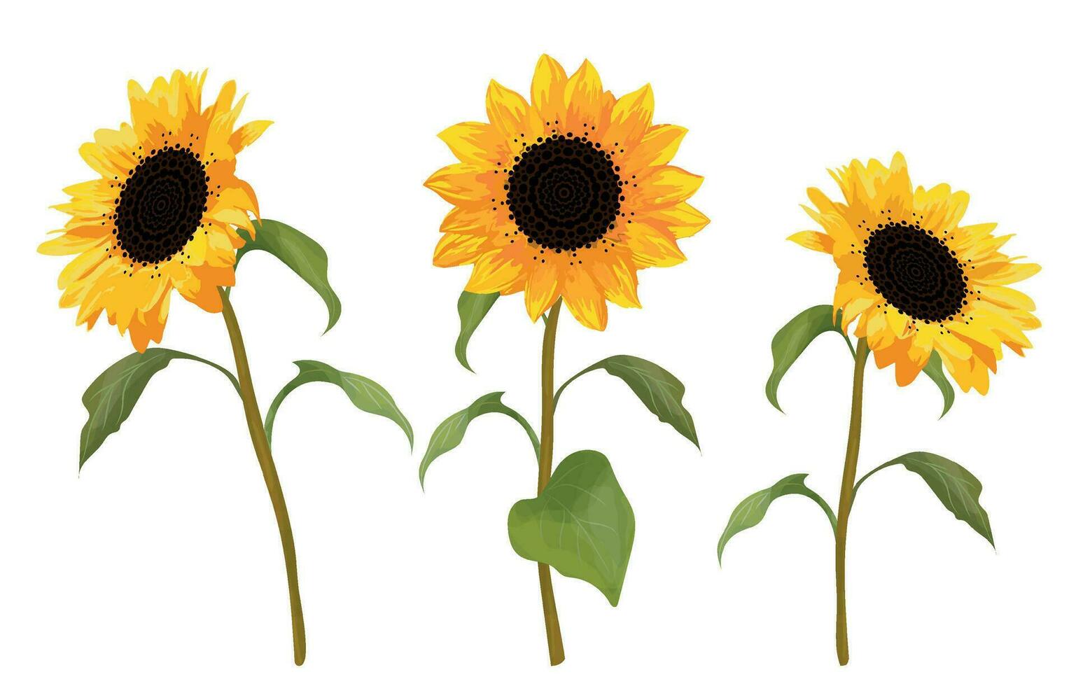 Three Sunflower Flowers. Autumn orange flowers isolated on white background. Three individual flowers. vector