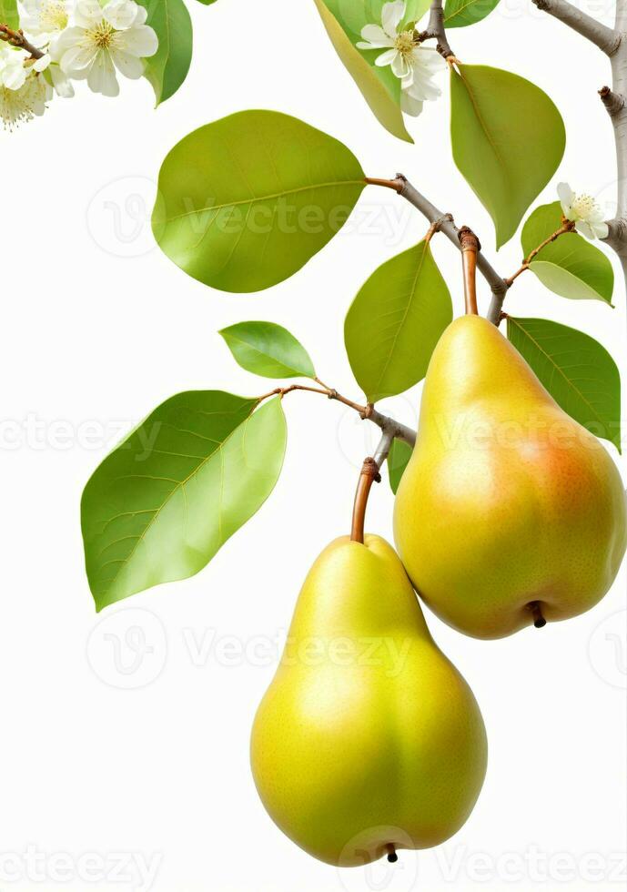 AI generated Pear On A Tree Isolated On A White Background. AI Generated photo