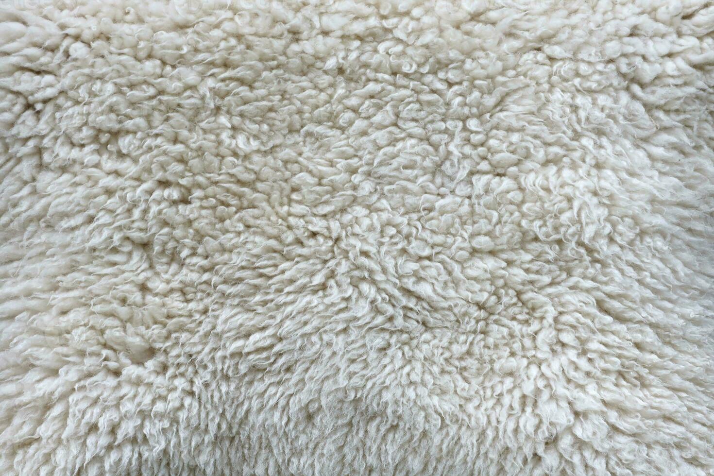 Sheep fur texture, white or gray animal patterns for nature background photo