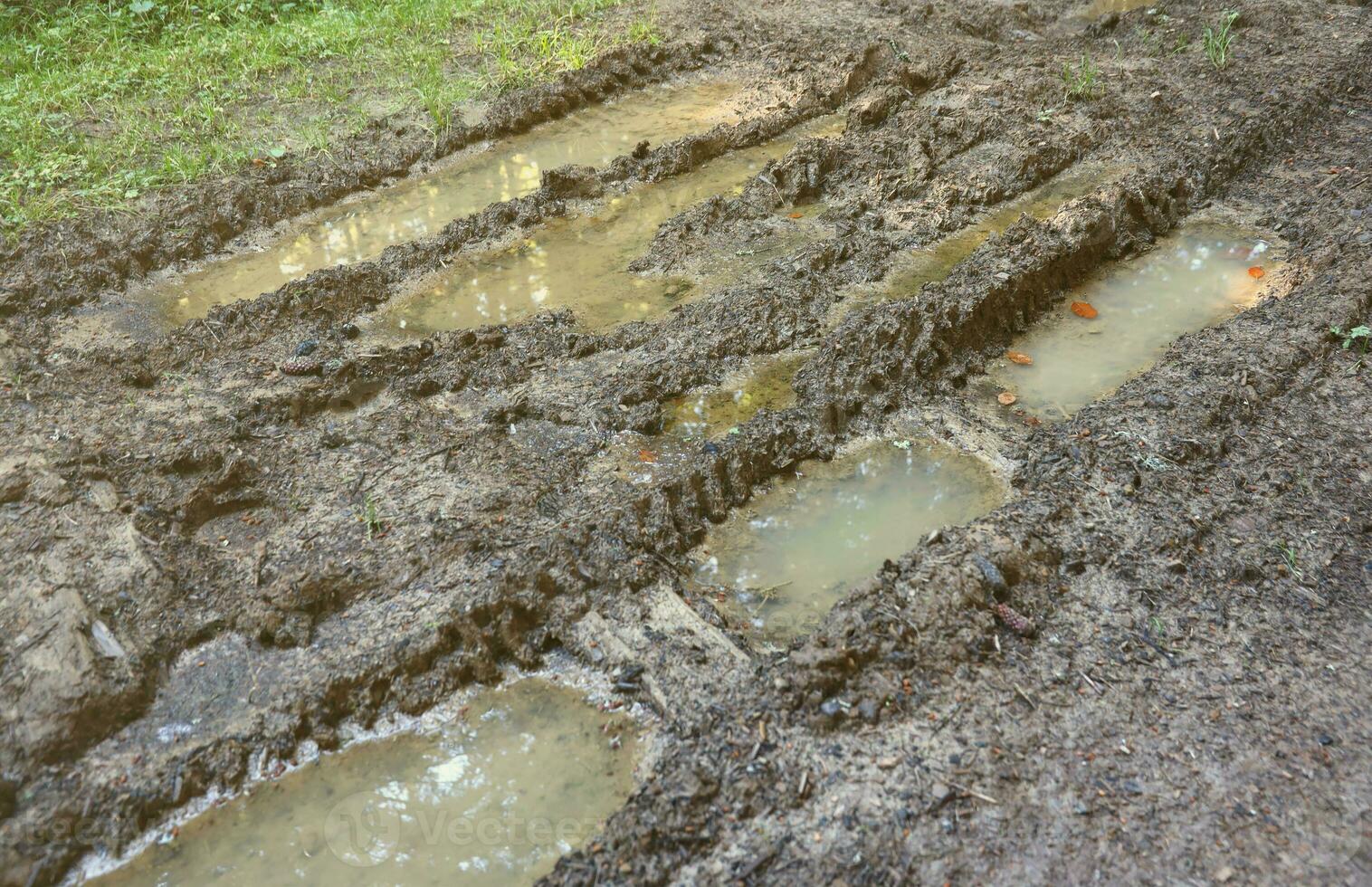 Muddy tracks with puddles on wet muddy surface in forest path photo