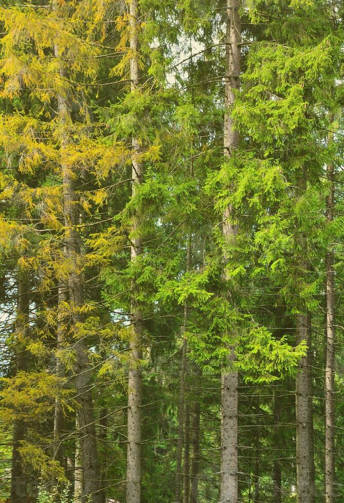 Photo of tree trunks of high forest trees that change color in early autumn