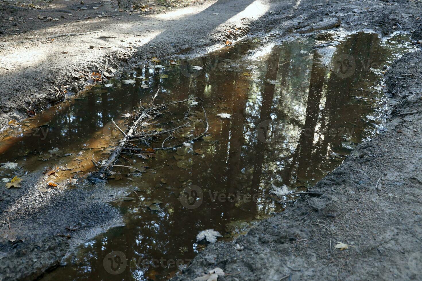 Muddy tracks with puddles on wet muddy surface in forest path photo