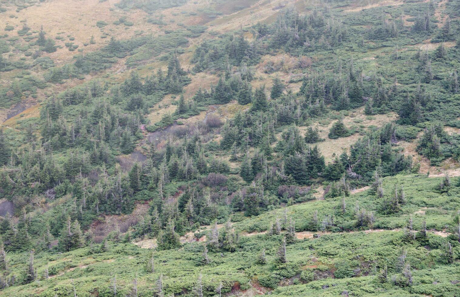 Hilly mountains terrain with fir trees and rough relief. Coniferous forest in the foreground. Tourism, travel photo