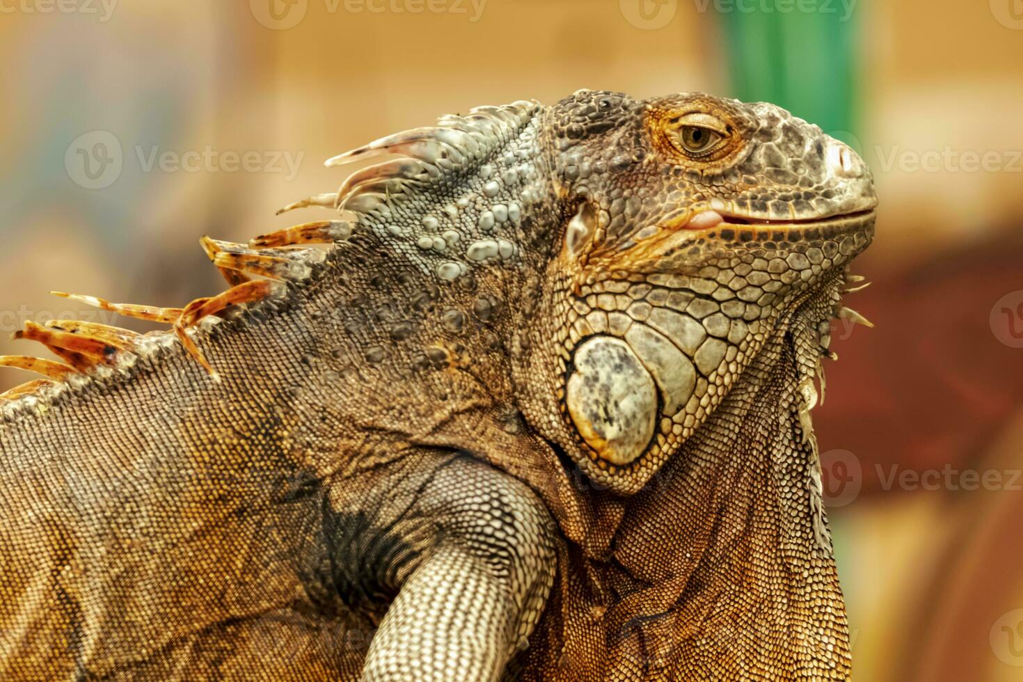 Head shot of a red iguana with a very cool bokeh background suitable for use as wallpaper, animal education, image editing material and others. photo