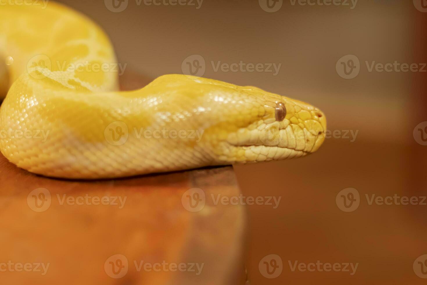 Headshot of an albino python with a very cool bokeh background suitable for use as wallpaper, animal education, image editing material and so on. photo