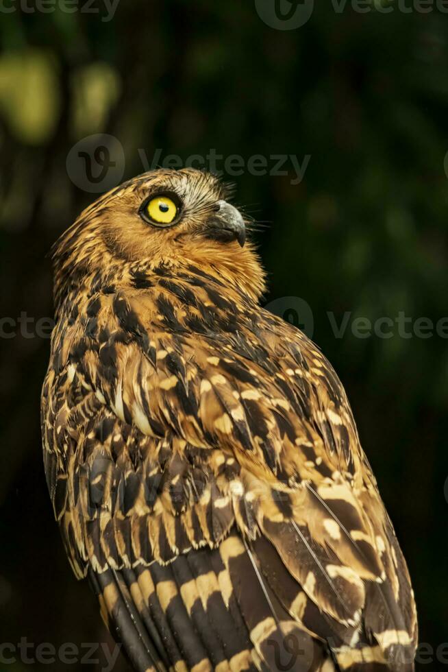 Head shot of an owl with a very cool bokeh background suitable for use as wallpaper, animal education, image editing material and so on. photo