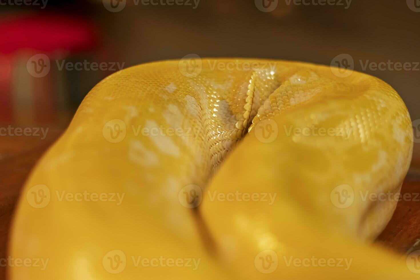 Disparo de el cuerpo modelo de un albino pitón con un muy frio bokeh antecedentes adecuado para utilizar como fondo de pantalla, animal educación, imagen edición material y entonces en. foto