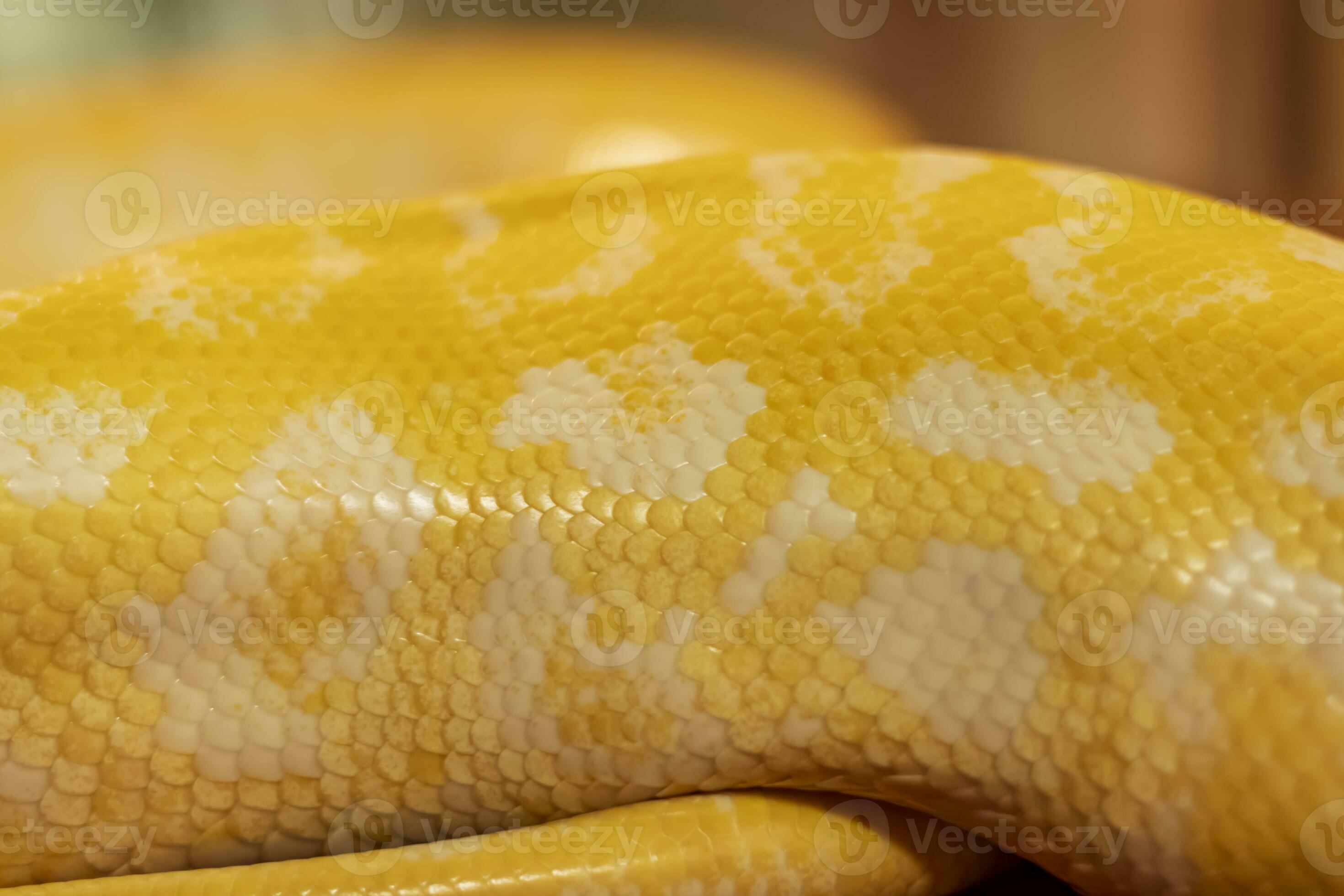 Shot of the body pattern of an albino python with a very cool bokeh ...