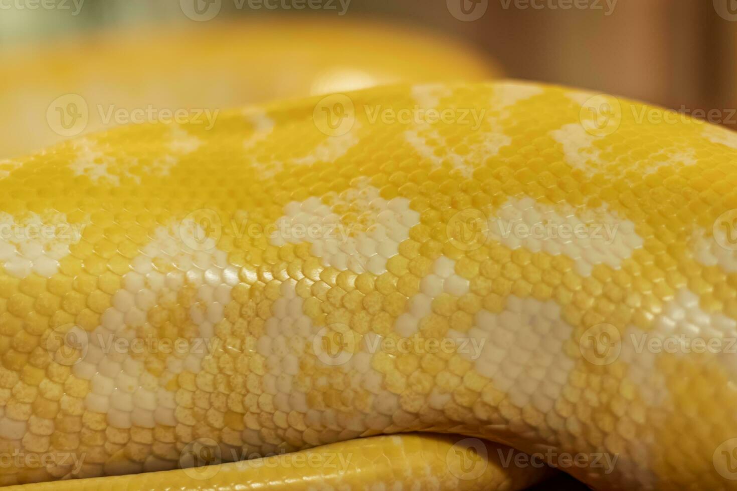 Disparo de el cuerpo modelo de un albino pitón con un muy frio bokeh antecedentes adecuado para utilizar como fondo de pantalla, animal educación, imagen edición material y entonces en. foto